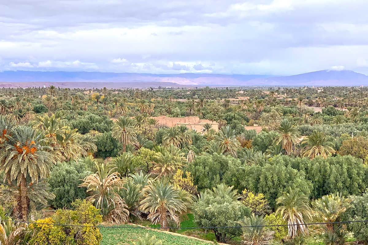 Palm groves,  one more reason to travel to Morocco, CÚRATE Trips