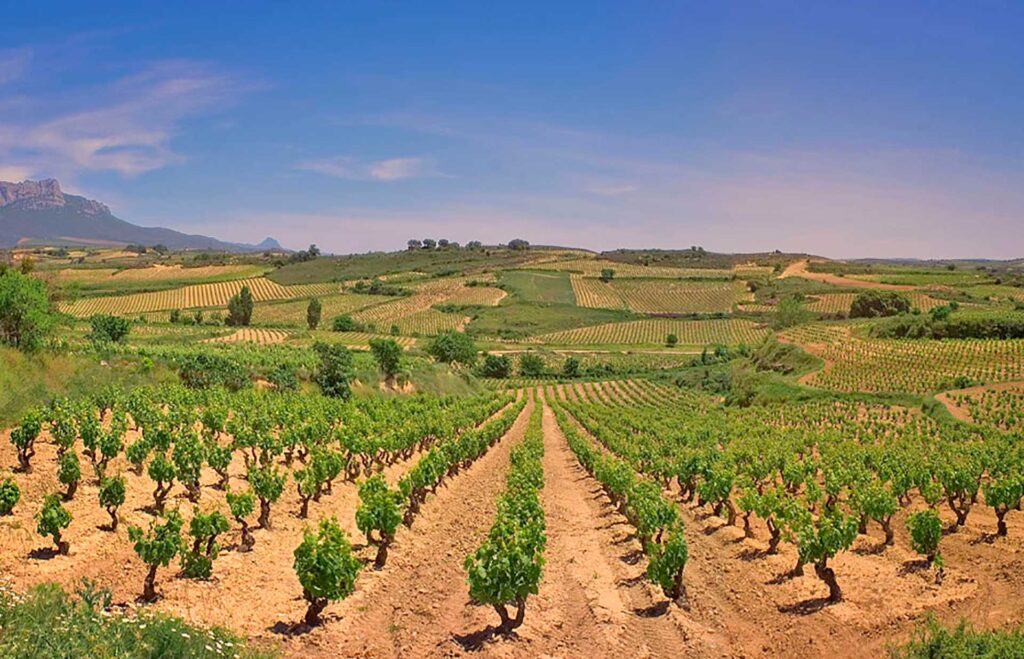 Rioja Wines: A Comprehensive Exploration Guide by CÚRATE Trips