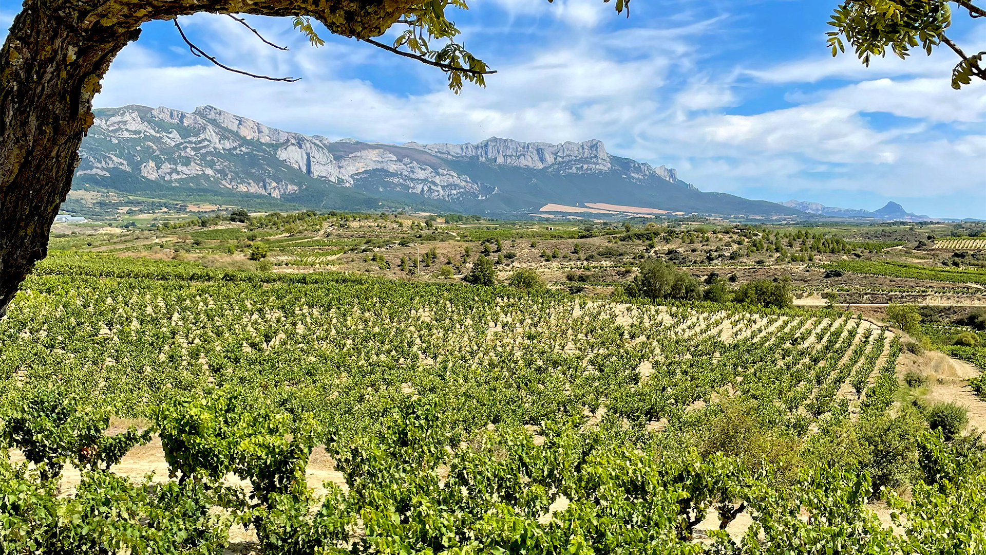 Rioja vineyards in Samaniego, a private tour with Cúrate Trips
