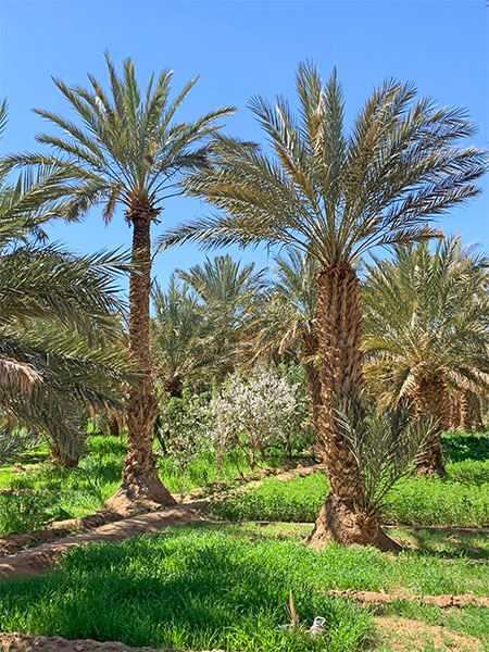 Oasis in Erg Chebbi, Sahara Desert, Morocco