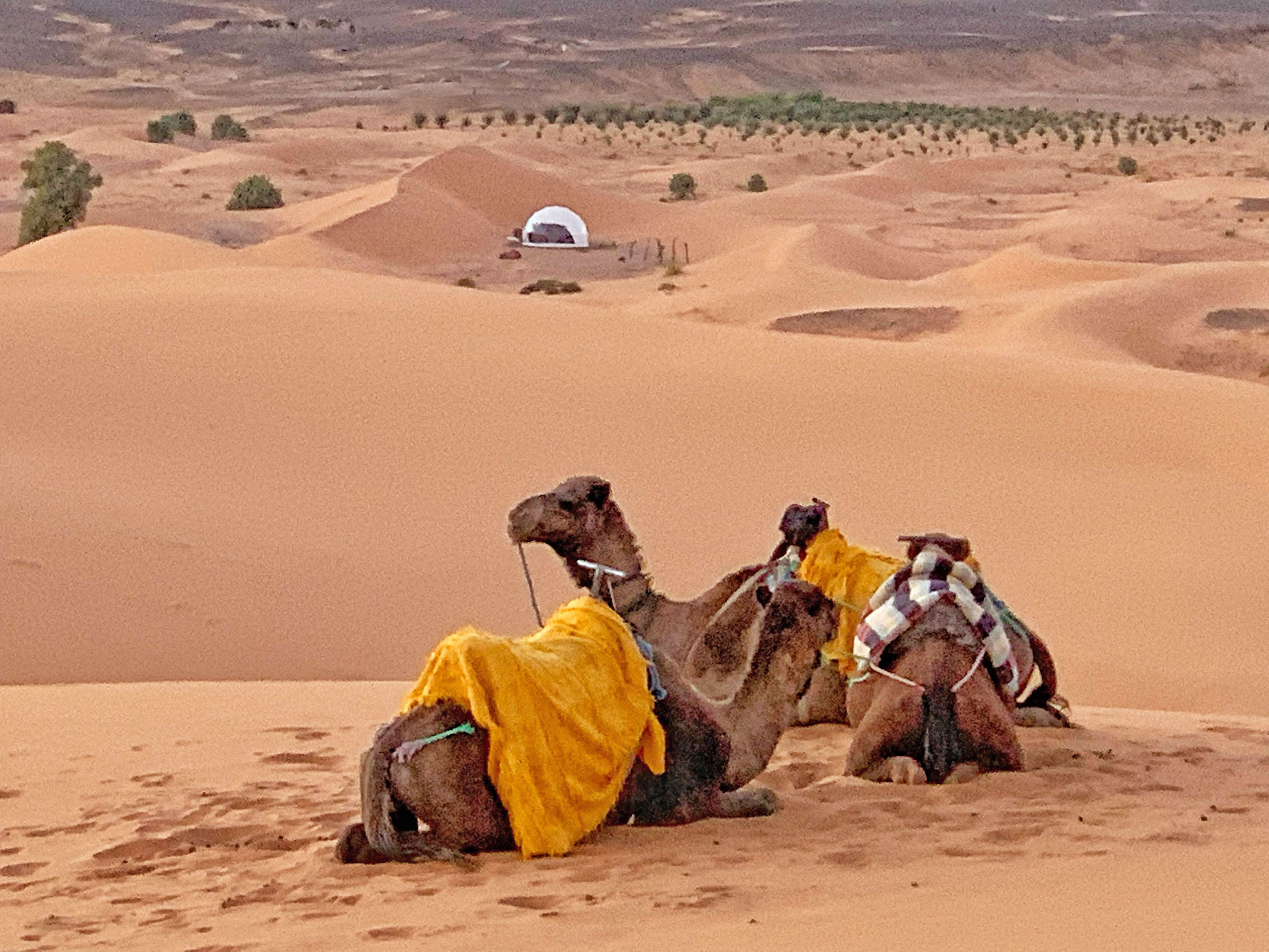 Camel treck in Sahara Desert, Morocco by CÚRATE Trips