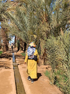 oasis cultivation sahara desert morocco curatetrips