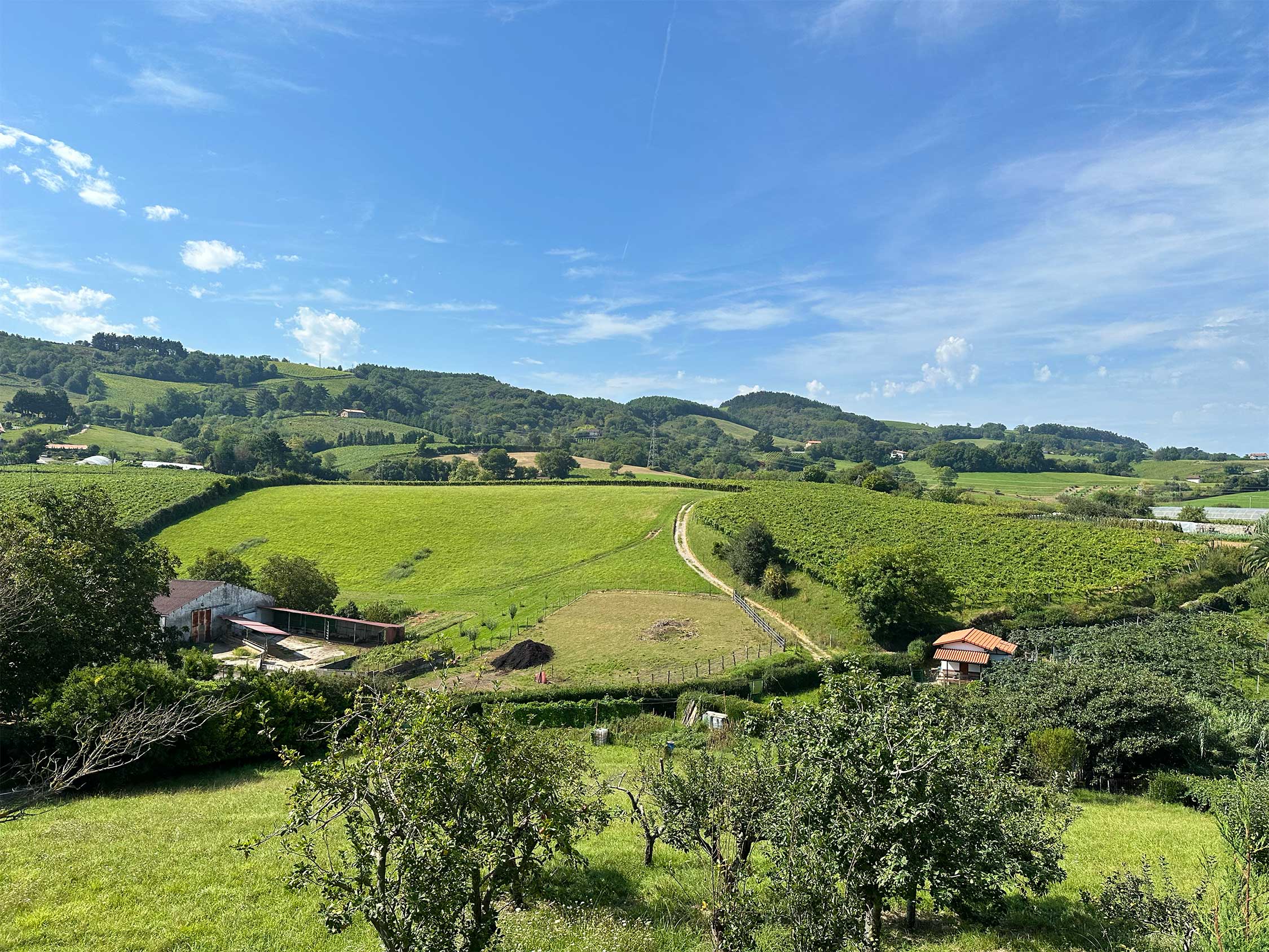 Txakoli vineyards in slopes of Hondarribi zuri and Hondarribi beltza | CÚRATE Trips